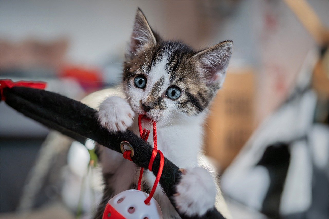 Planning for Pet Safety during Emergencies